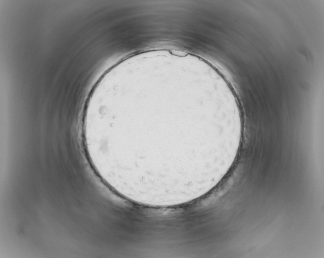 X0000110730949200907241225