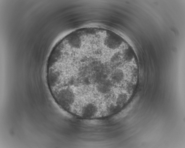 X0000110731045200907241223