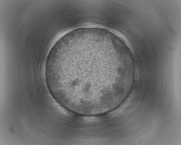 X0000110731231200907241221