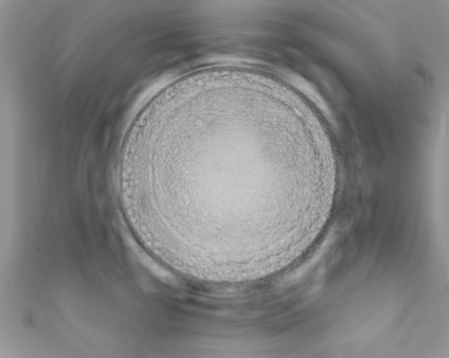 X0000110731338200907241220