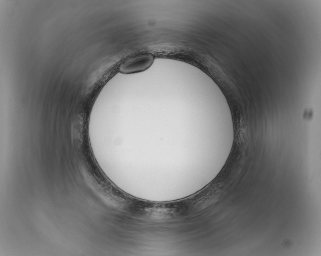 X0000110740448200907061011