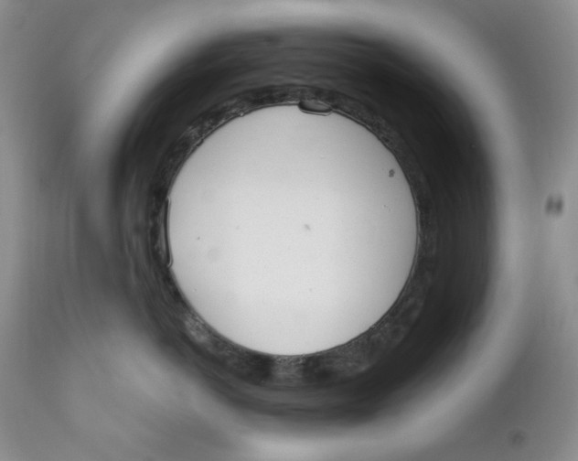 X0000110740766200907061007