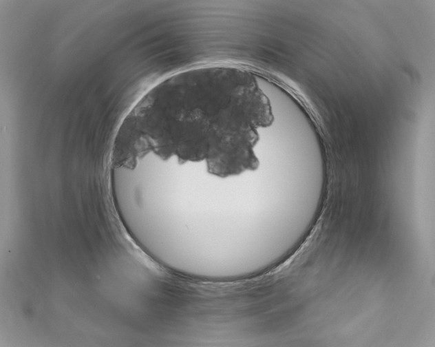 X0000110741236200907271055