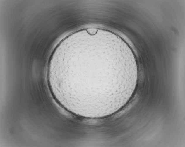 X0000110741245200907271055