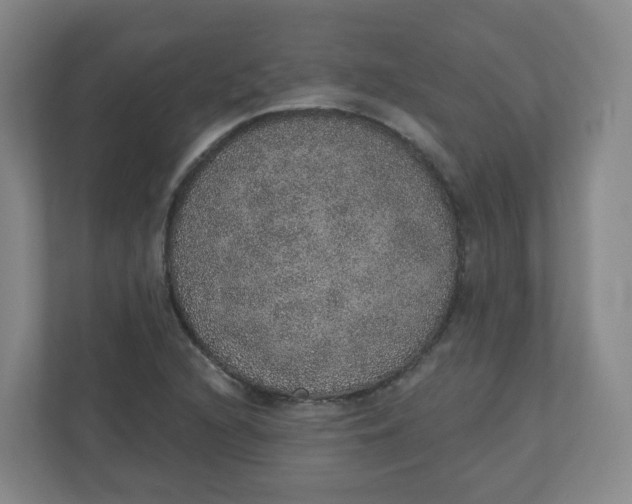 X0000110761216200906291021