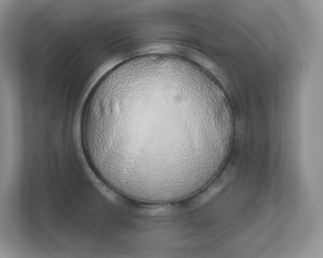 X0000110761426200906291019