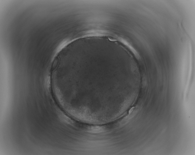 X0000110761459200906291018