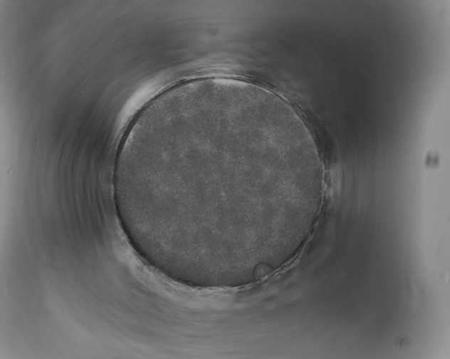 X0000110760004200907061106