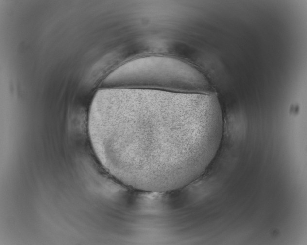 X0000110760092200907061105