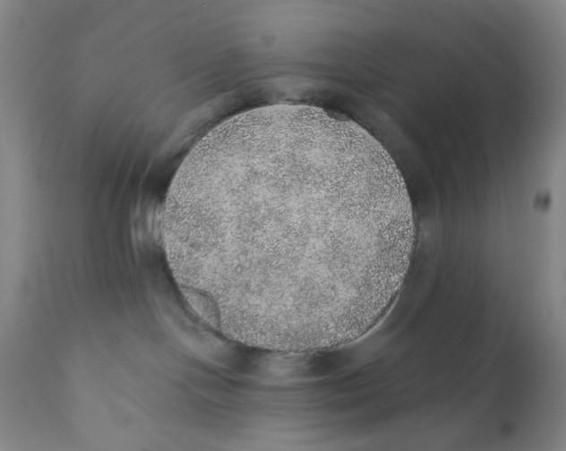 X0000110760094200907061105