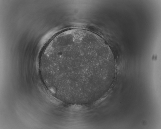X0000110760294200907061101