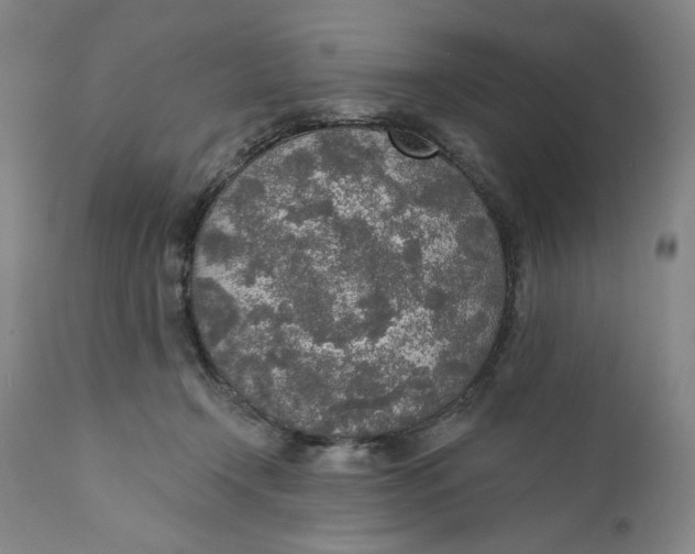 X0000110760366200907061101