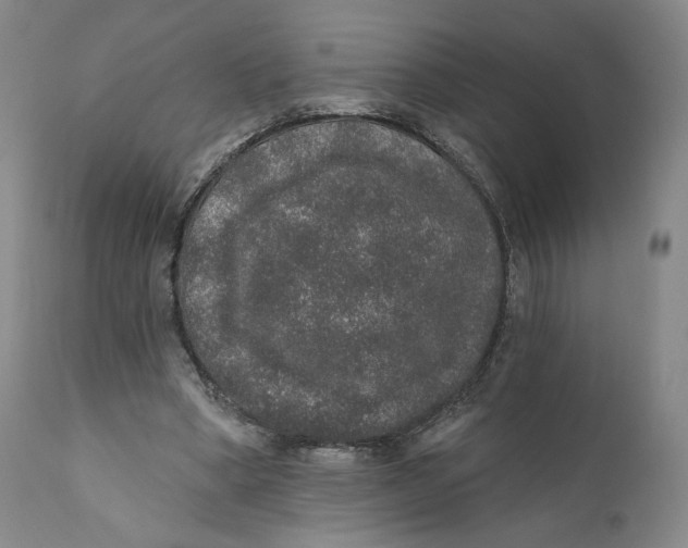X0000110760394200907061100