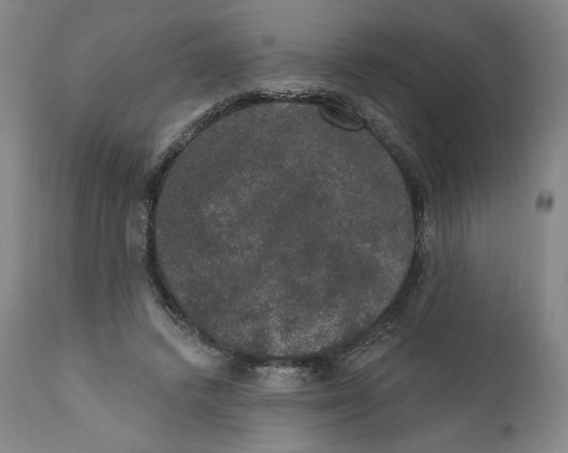 X0000110760448200907061059
