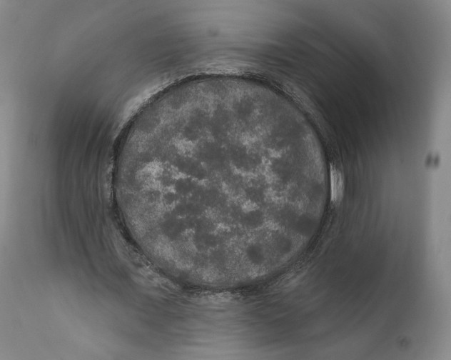 X0000110760675200907061055