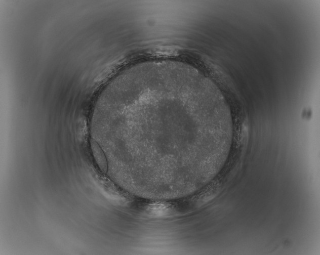 X0000110760704200907061055