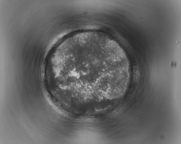 X0000110760726200907061054