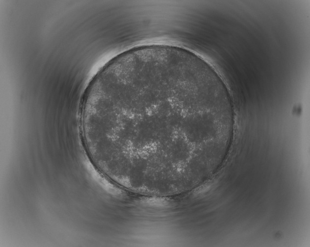X0000110760998200907061051