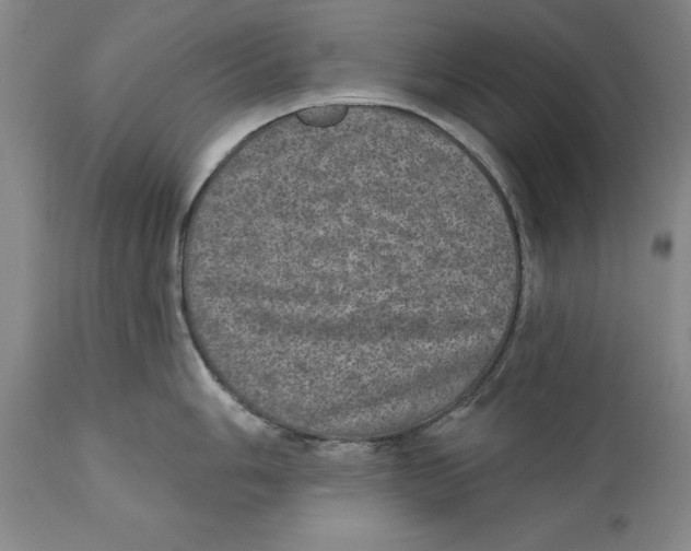 X0000110761006200907061050