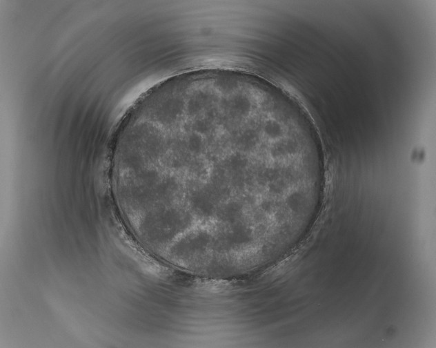 X0000110761019200907061050
