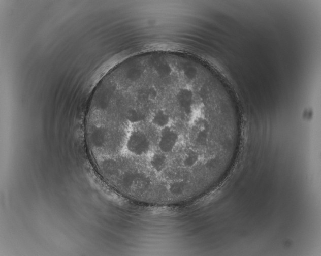 X0000110761025200907061050