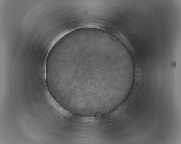 X0000110761036200907061050