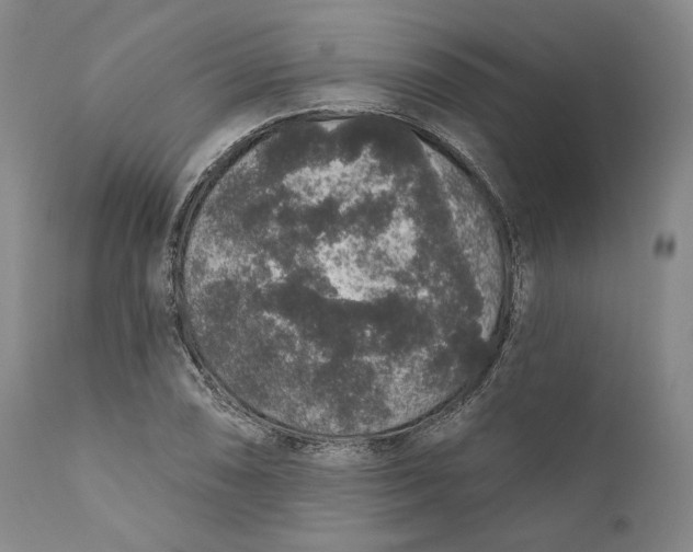 X0000110761074200907061049