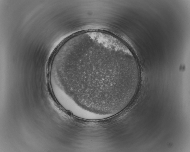 X0000110761124200907061048