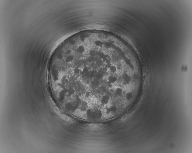 X0000110761125200907061048