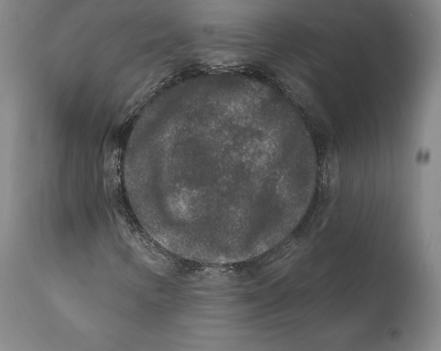 X0000110761346200907061045