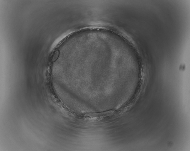 X0000110761352200907061045