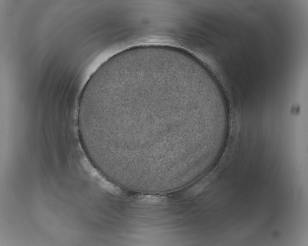 X0000110761374200907061044