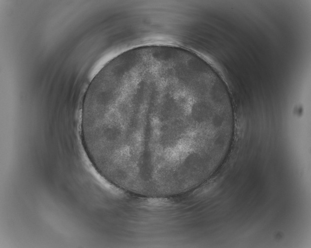 X0000110761383200907061044