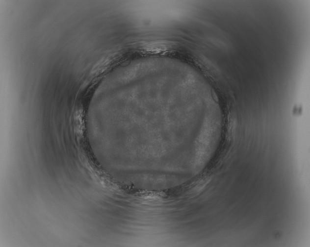 X0000110761394200907061043