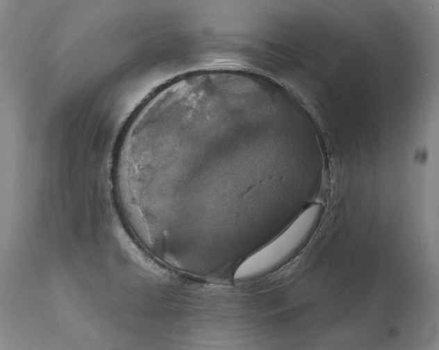 X0000110761422200907061044