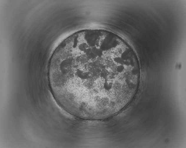 X0000110761429200907061044