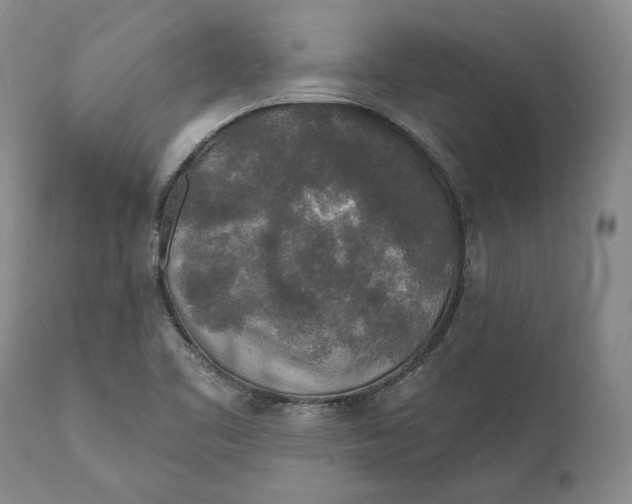 X0000110761461200907061043