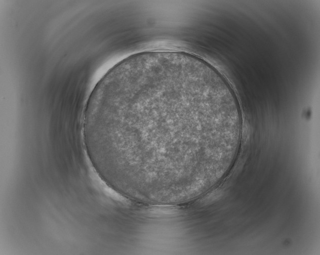 X0000110761486200907061042