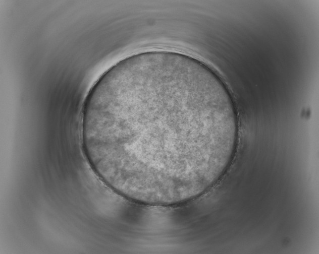 X0000110761514200907061042