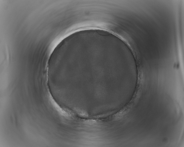 X0000110761524200907061042