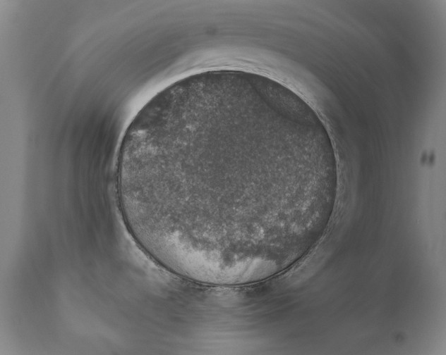 X0000110761536200907061042
