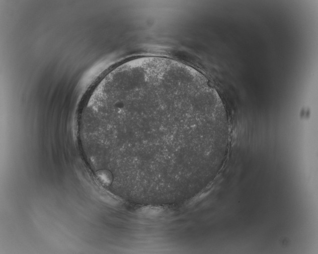X0000110760294200907131216