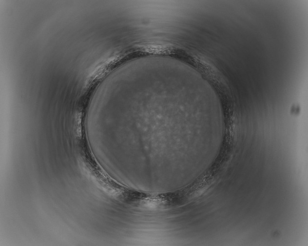 X0000110760696200907131210