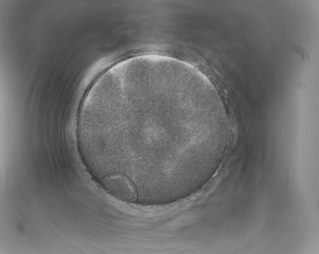 X0000110760006200907271153