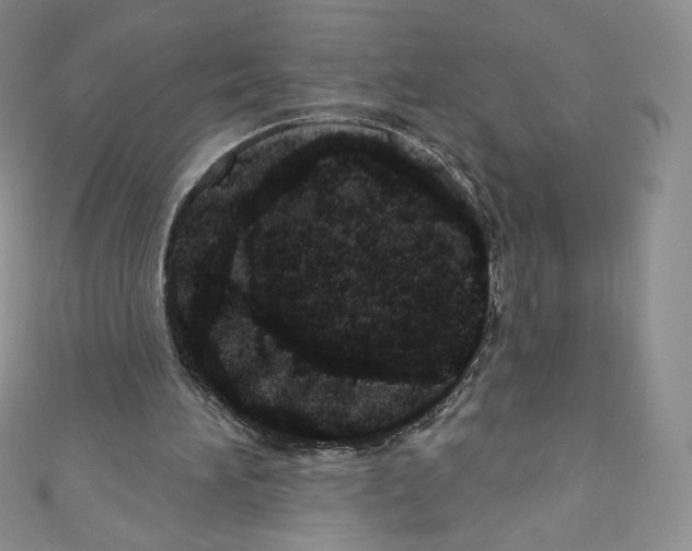 X0000110760196200907271150