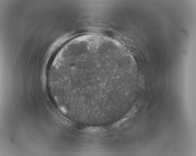 X0000110760294200907271149