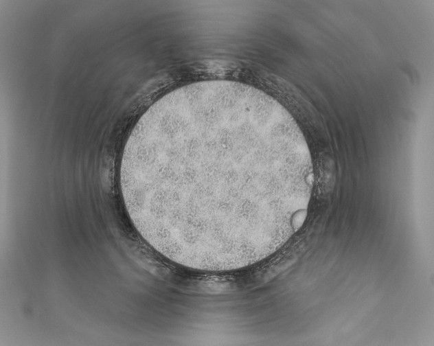 X0000110760656200907271145