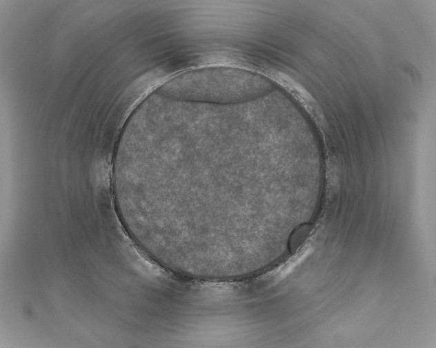 X0000110760993200907271140