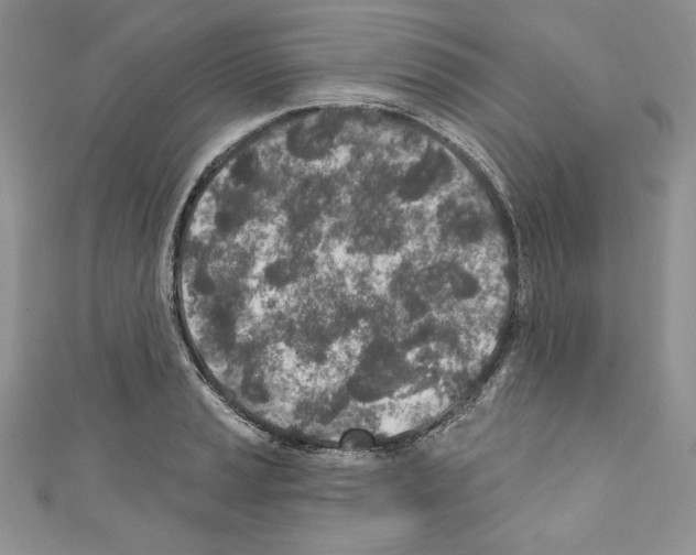 X0000110761037200907271139