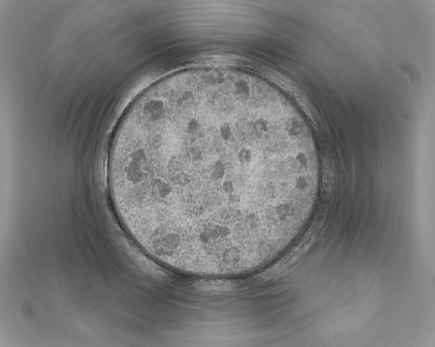 X0000110761083200907271139